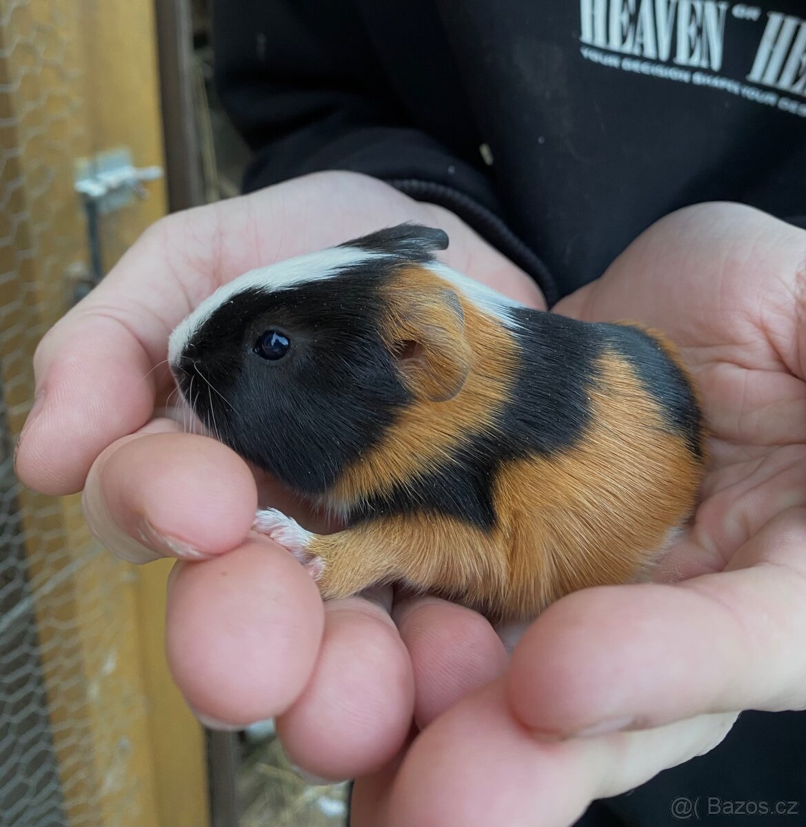 Morče - sameček,samička - 2