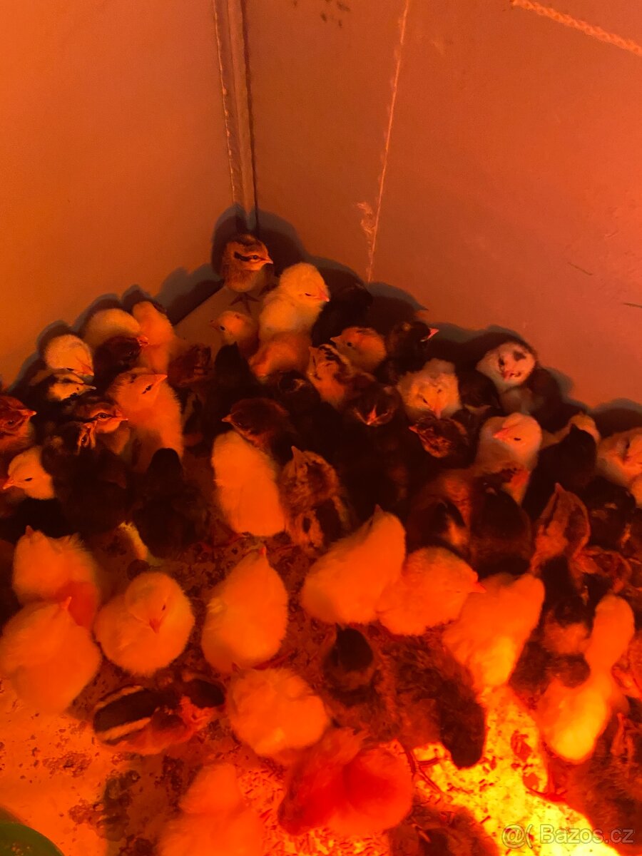 Prodám kuřata - 2