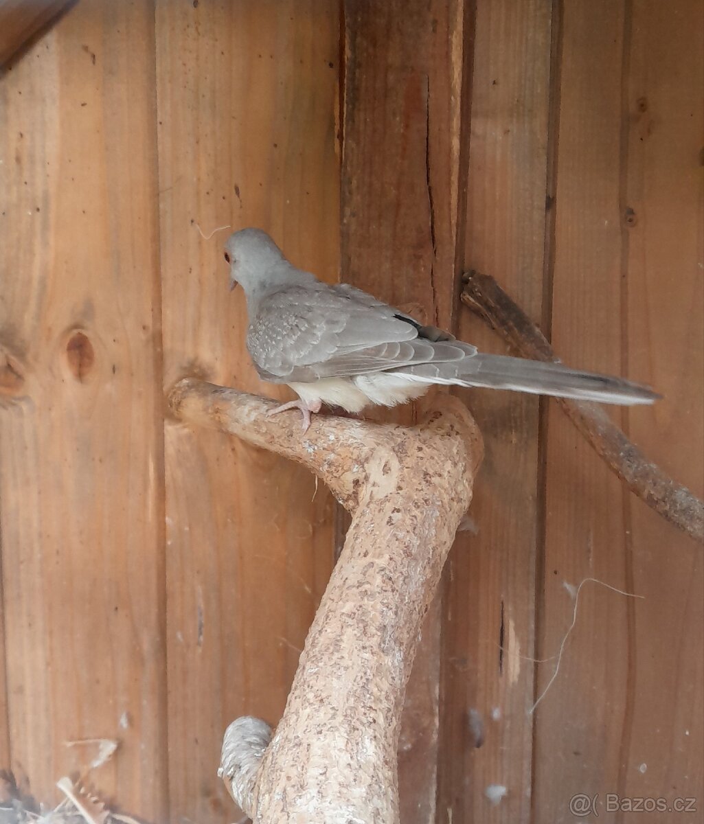 Holoubek diamantovy-samec - 2