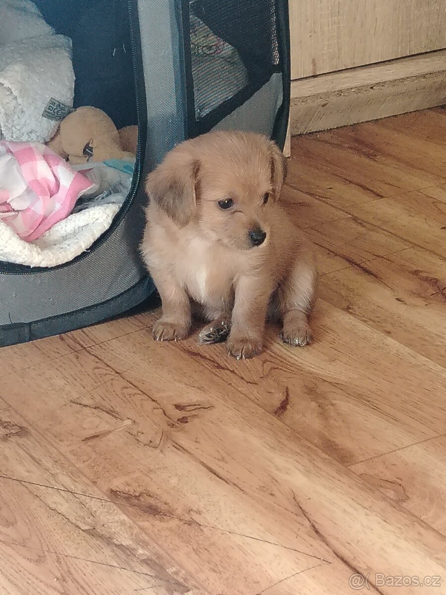 Štěňata yourksir - čivava - 2