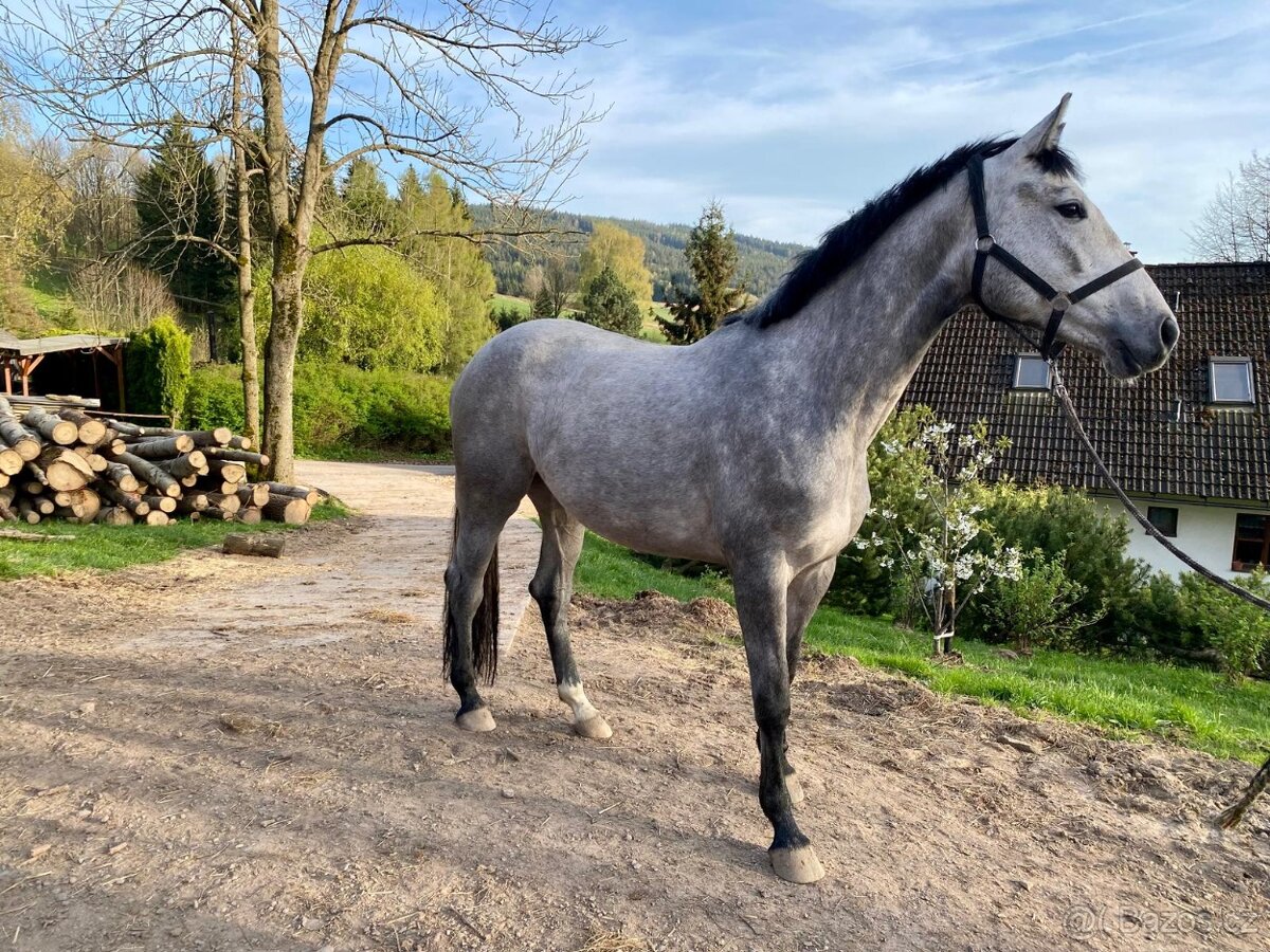 Prodám 4letou klisnu - 2