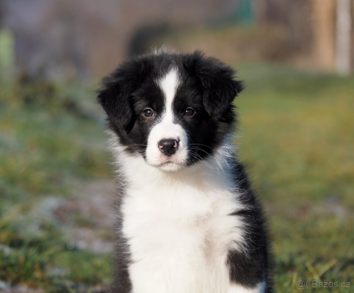Border kolie s PP - kluk - 2
