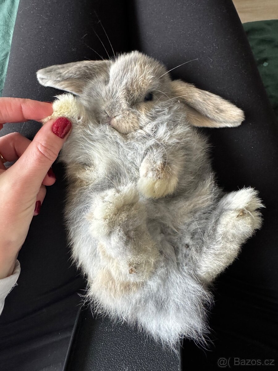 Minilop zakrslý králíček - 2