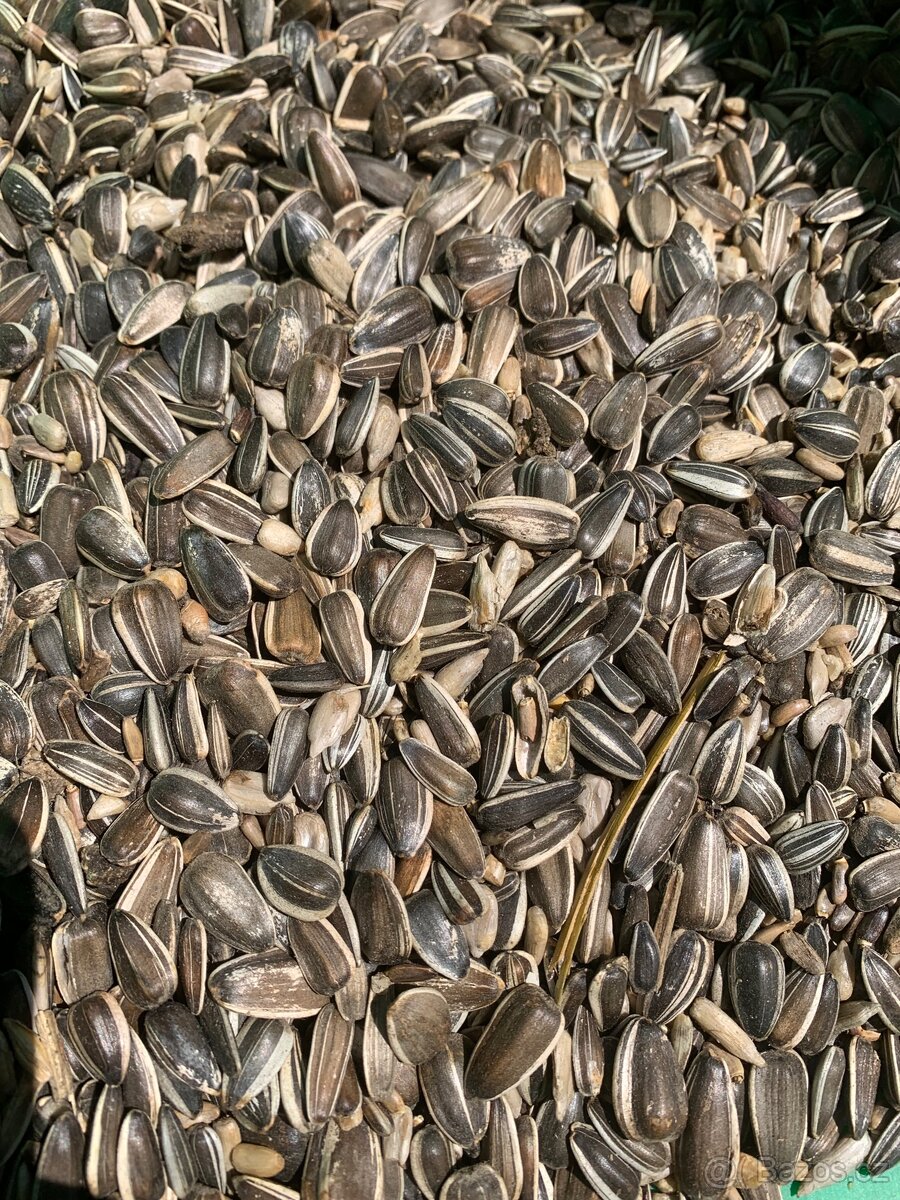 Slunečnice žíhaná, vše čištěné - 2