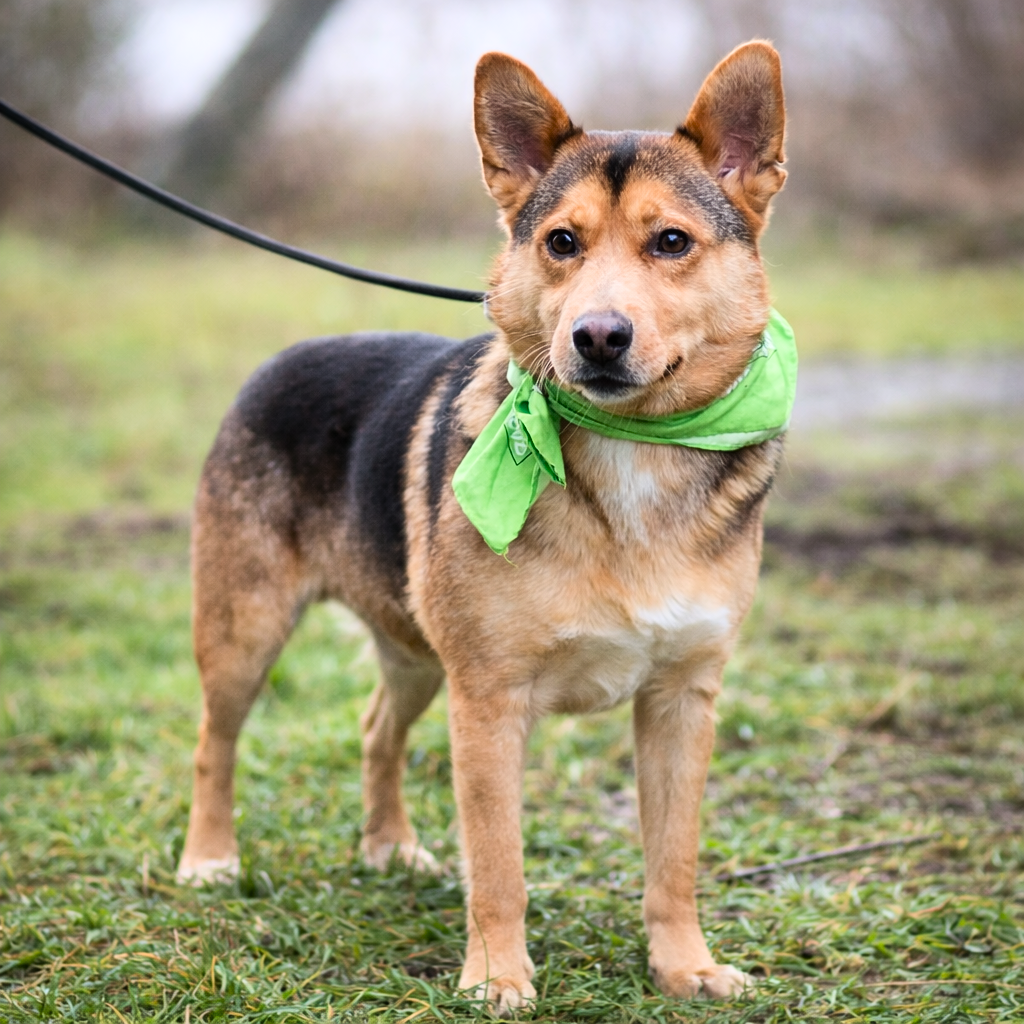 Dandy hledá domov - 2