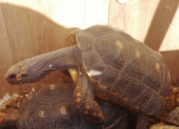 Chovné želvy uhlířské - 2