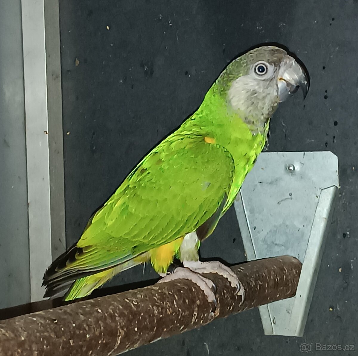 Papoušek senegalský - 2