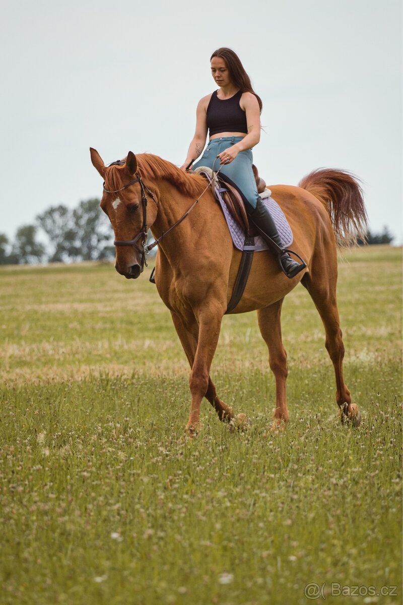 Pronájem hodného valacha ČT - 2