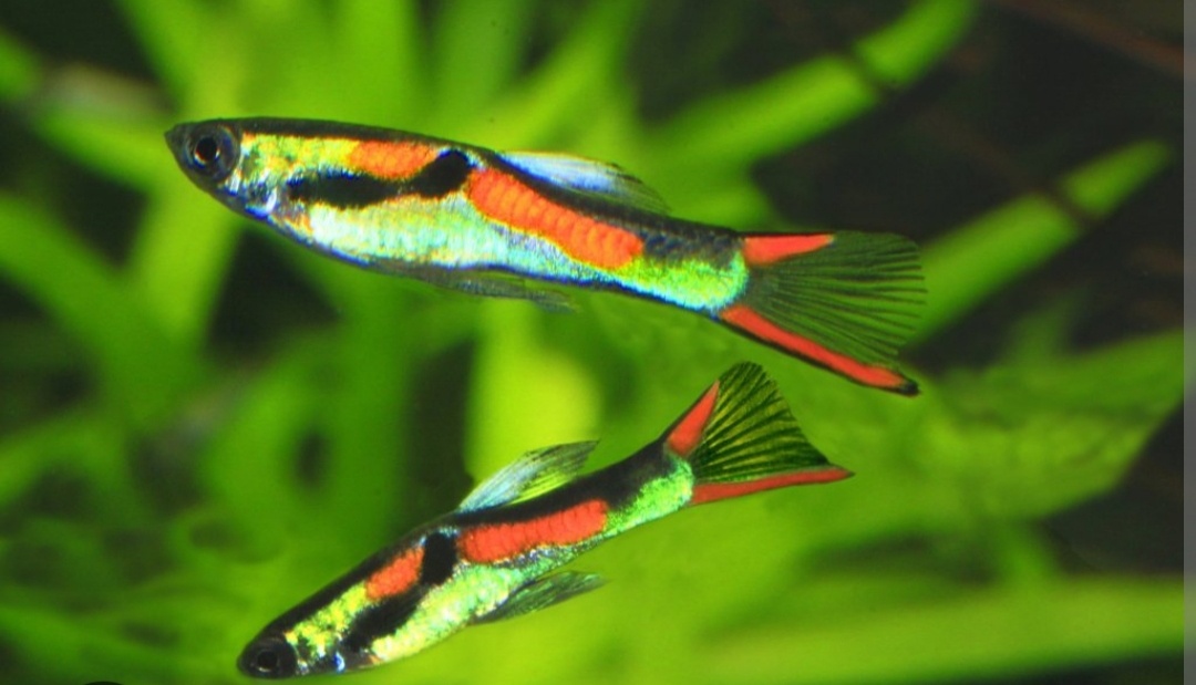 Paví očka/endlerky - 2