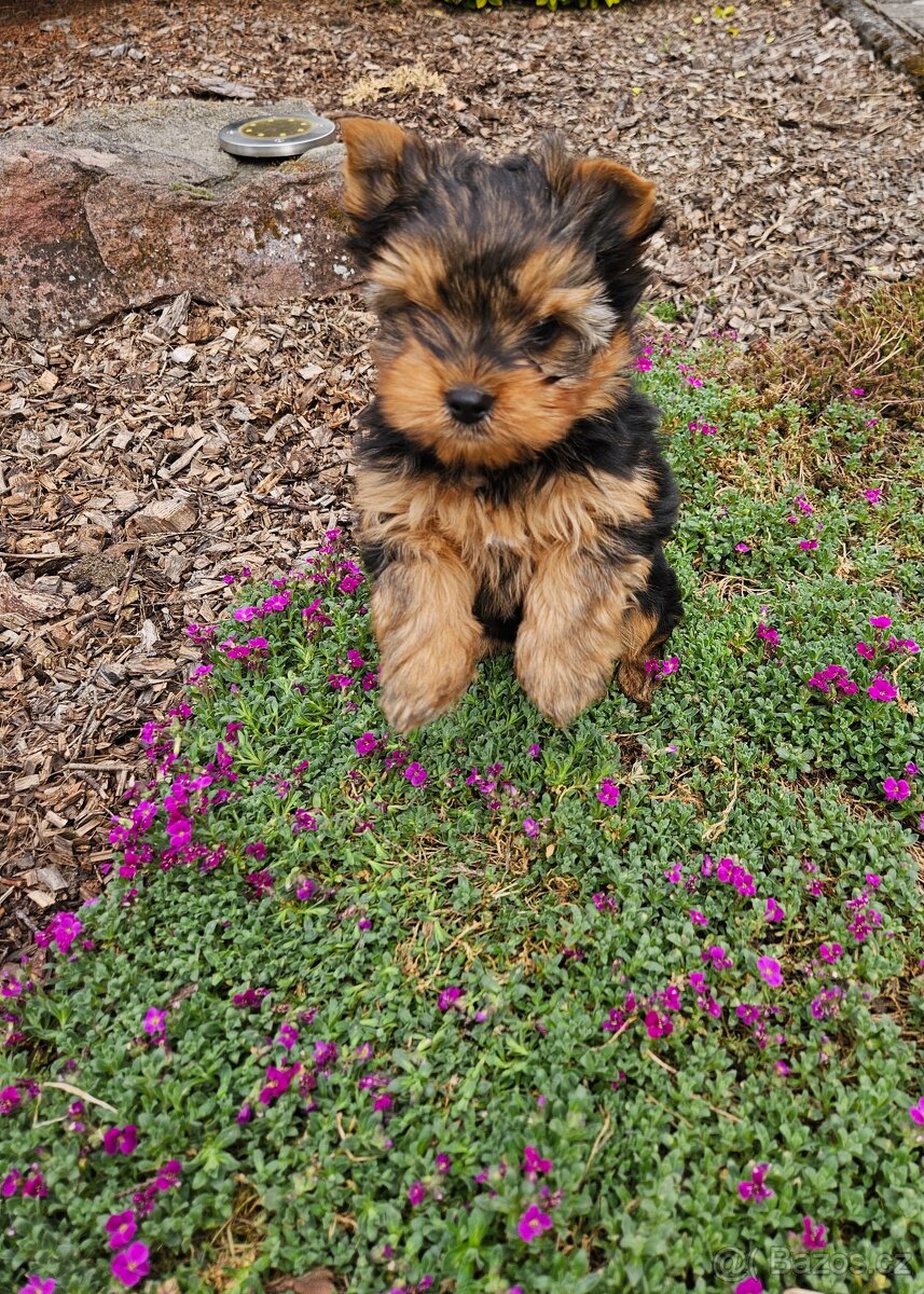 Yorkšírský teriér - 2