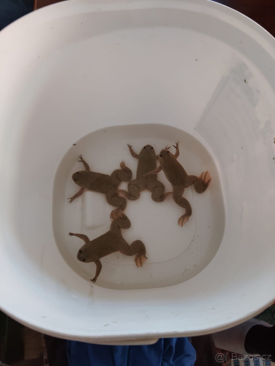 Akvarijní žáby - 2