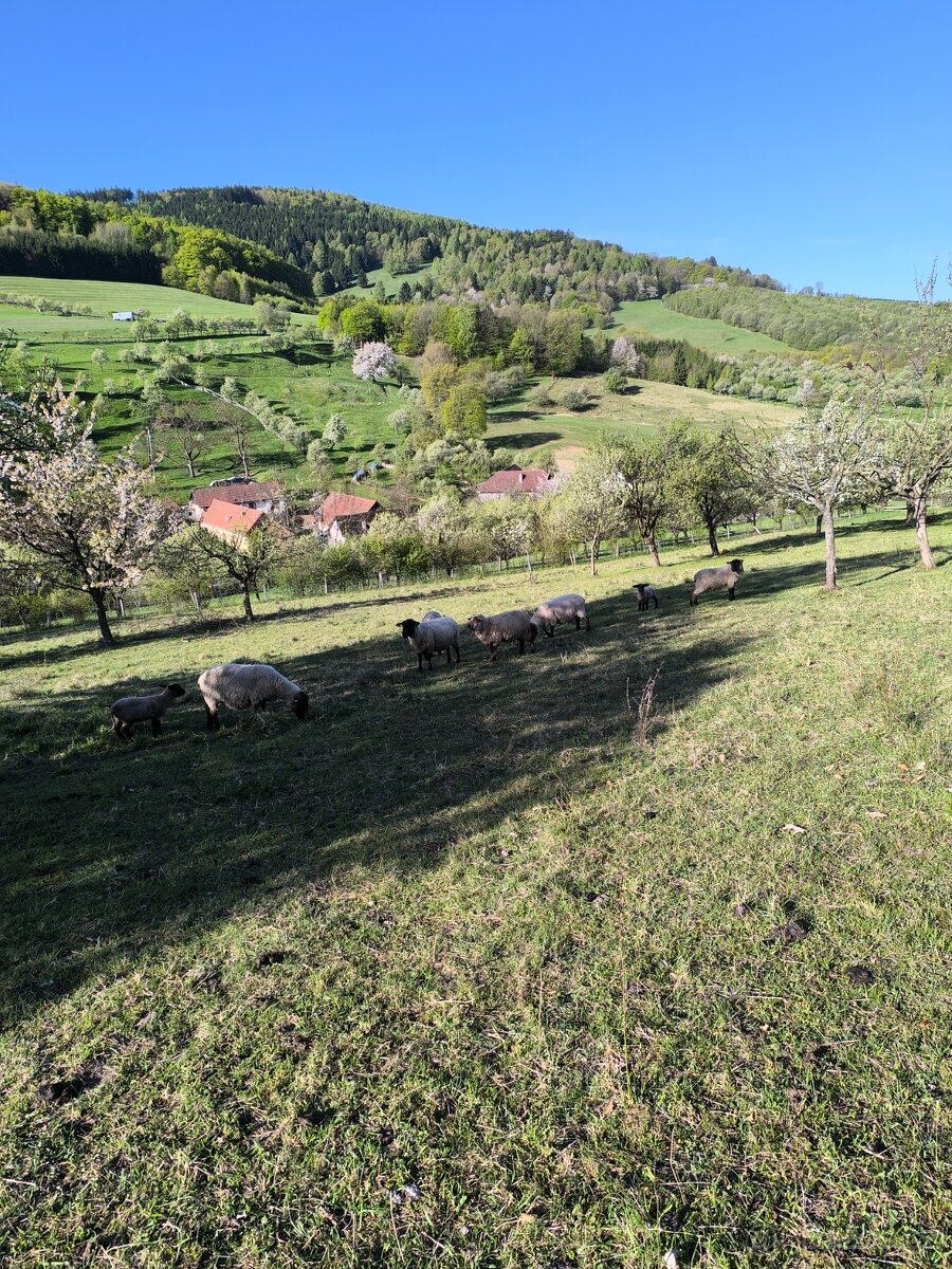 Prodám - 2