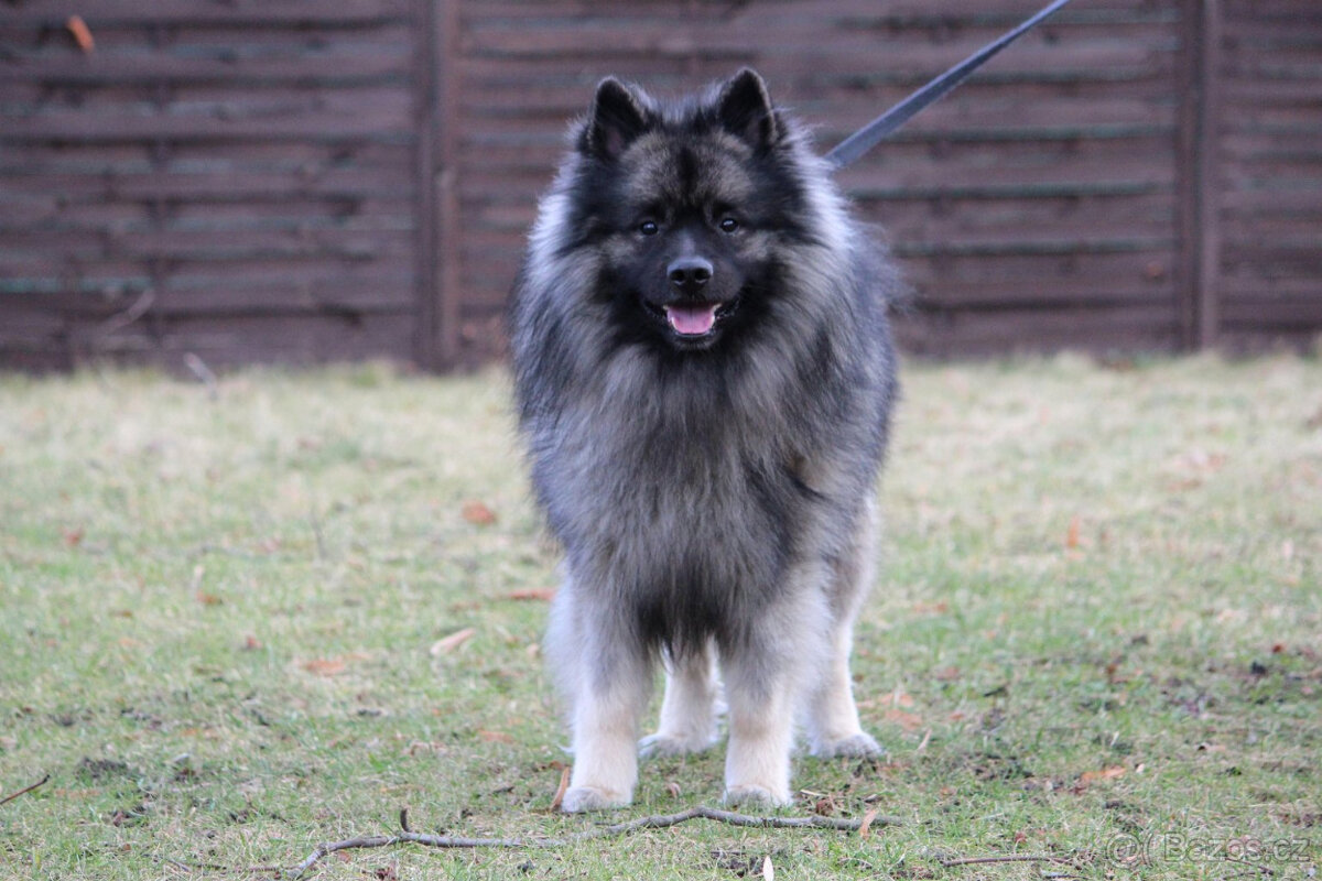 Vlčí špic/keeshond s PP ke krytí - 2