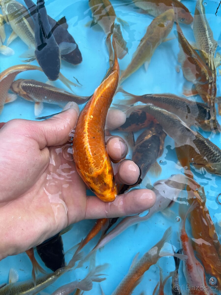 Koi kapr - 2