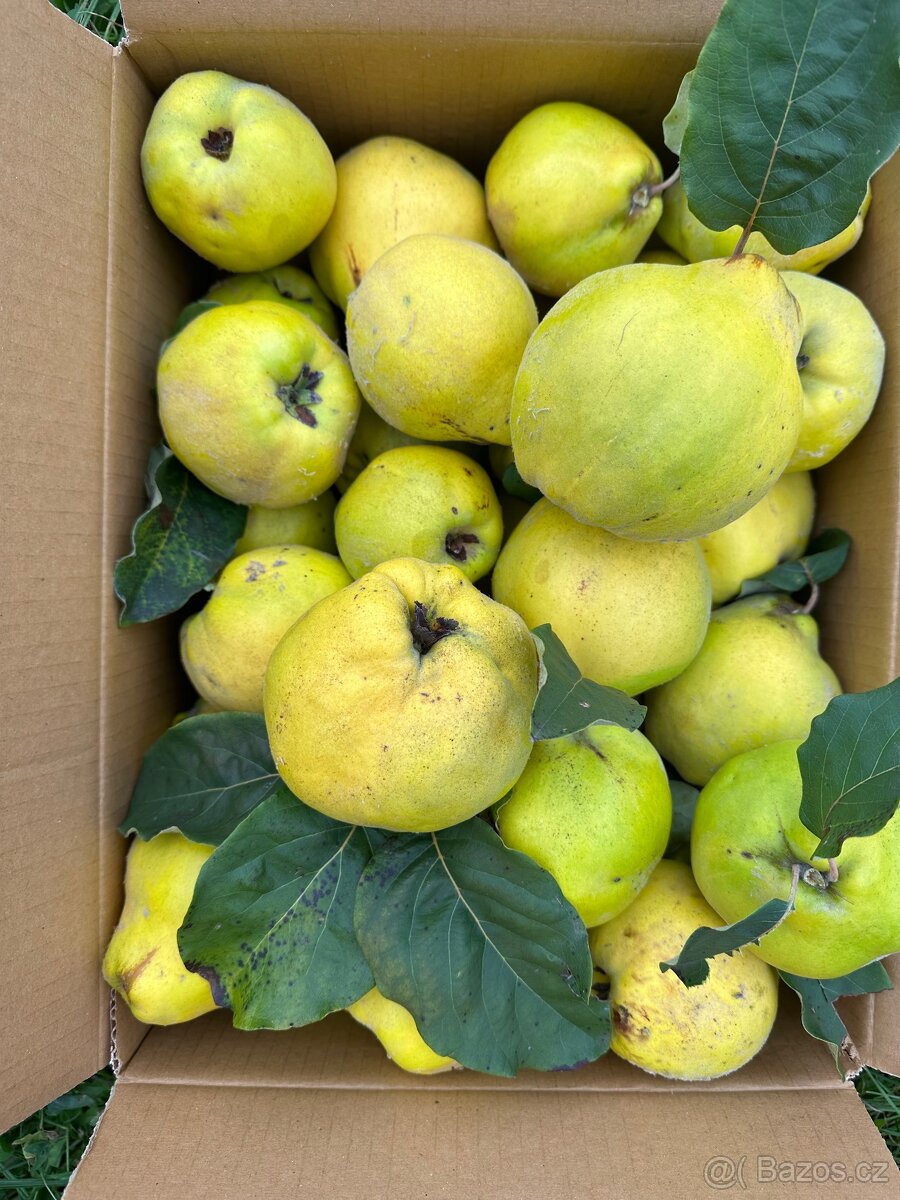 Kdoule 45 Kč/kg - 2