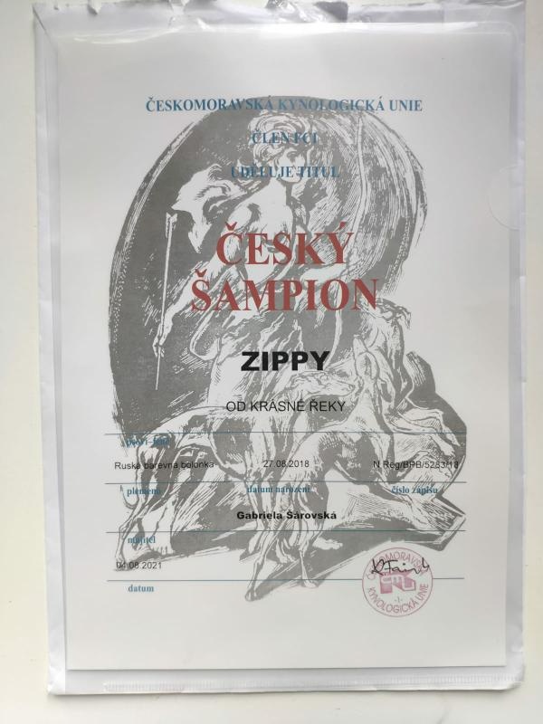 Ruská barevná bolonka - zkušený malý pejsek ke krytí - 2