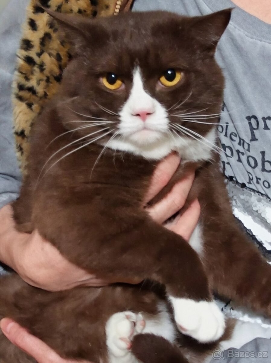 Skotská klapouchá, kocourek, odrostlejší kotě. - 2