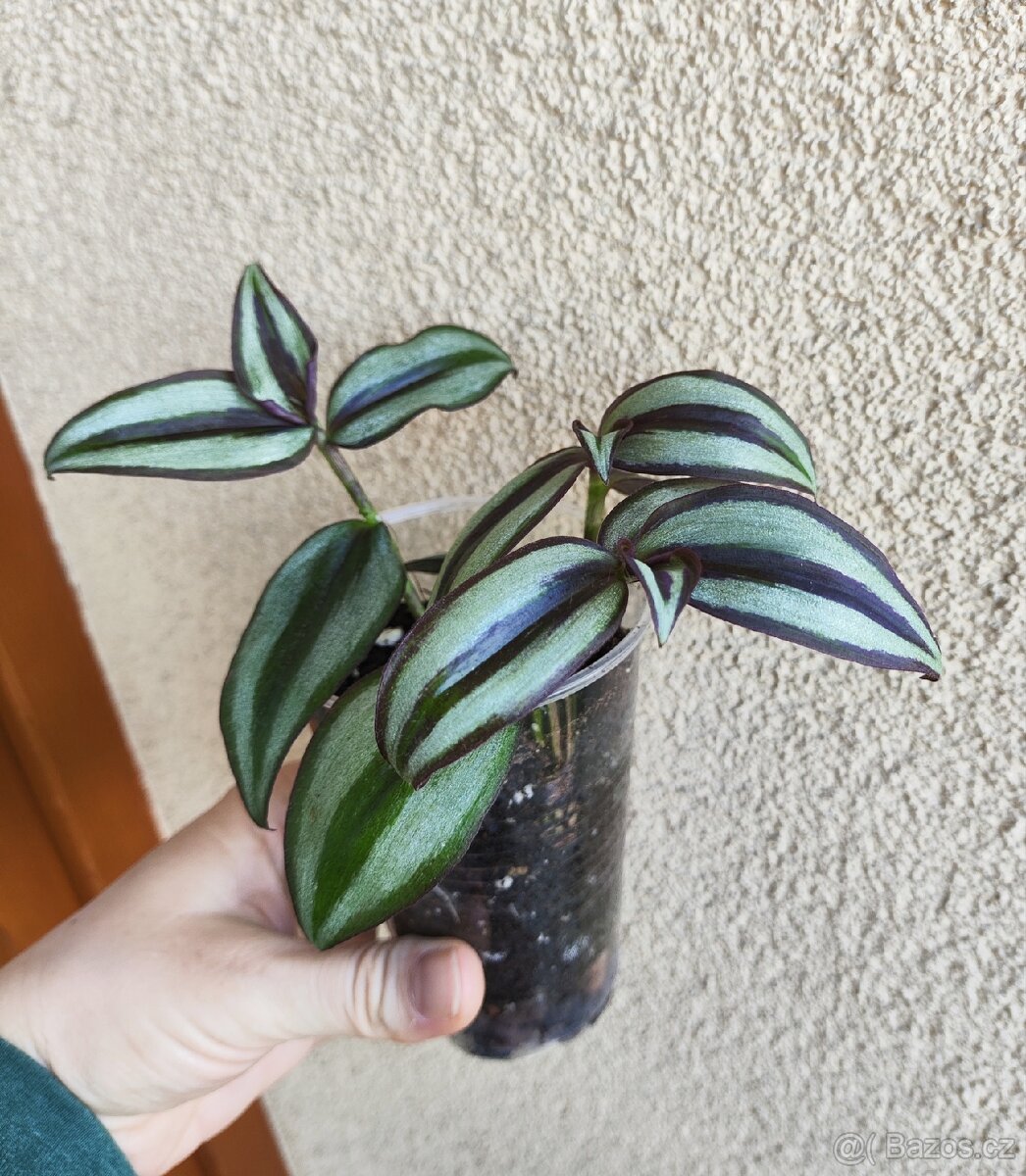 Tradescantia Zebrina - zasazená nebo čerstvé řízky - 2
