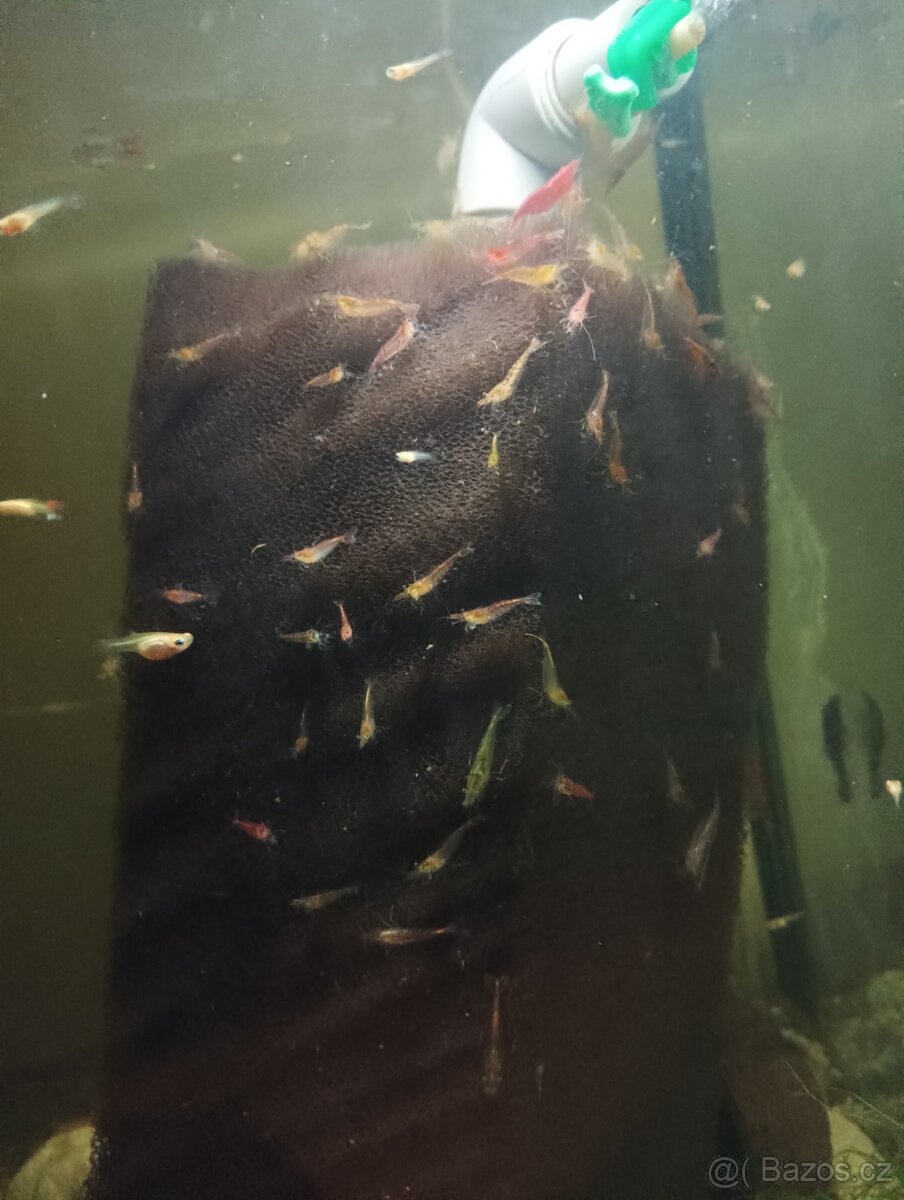 Prodej s vlastního chovu - 2