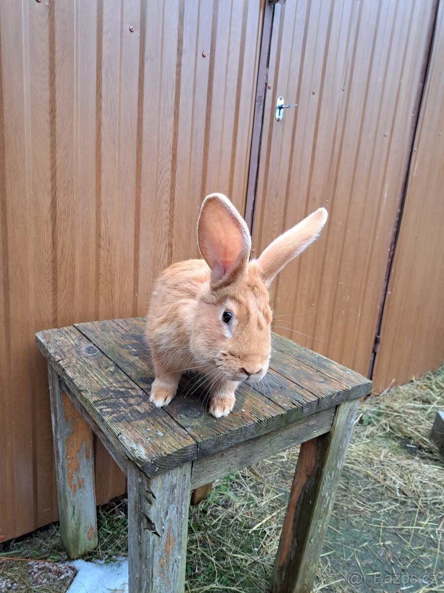 Burgundský králík - samec - 2