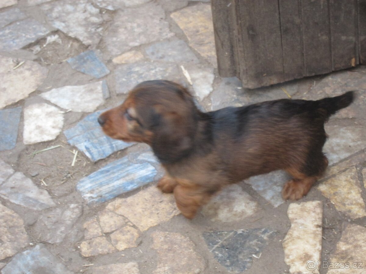 jezevčík dlouhosrstý trpasličí - 2