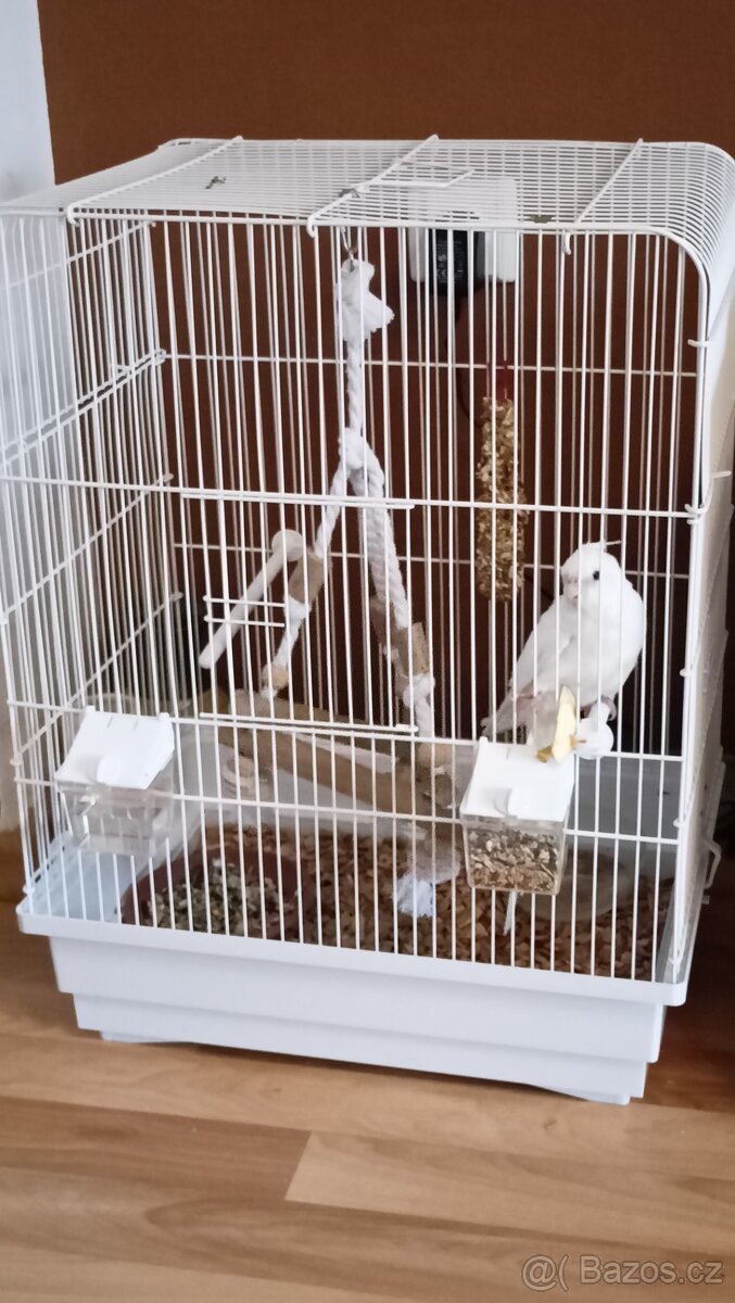 Prodám samičku Korely chocholate - 2