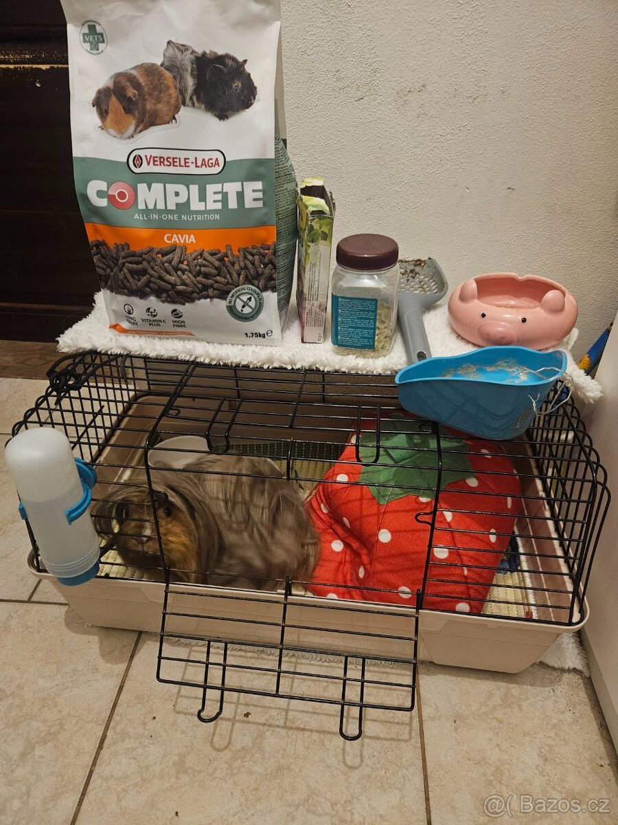 Morče - peruánec, 3 roky - 2