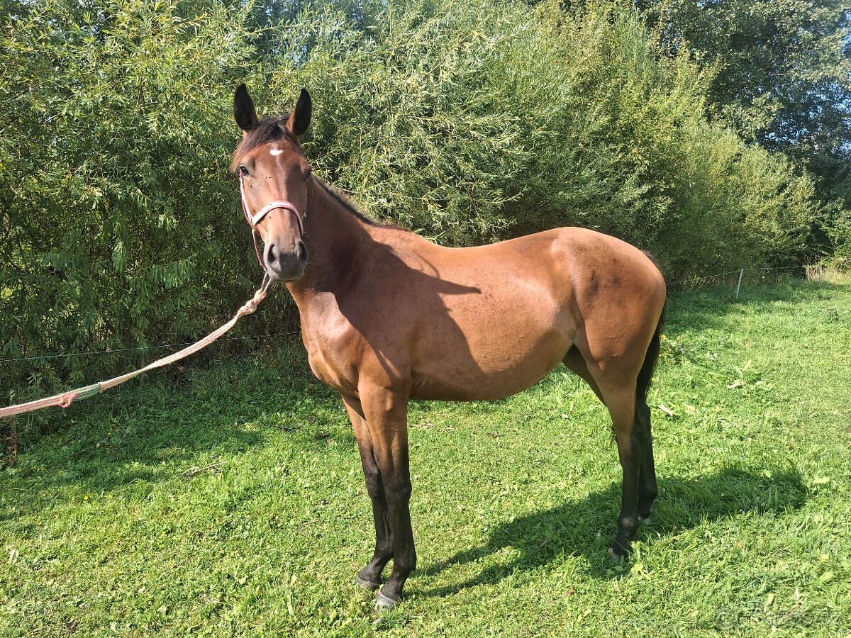 Dvouletá klisnička - 2