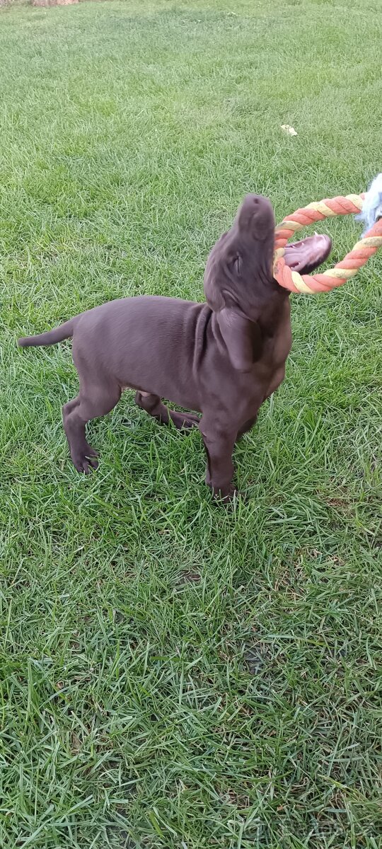 Německý krátkosrstý ohař s PP - 2