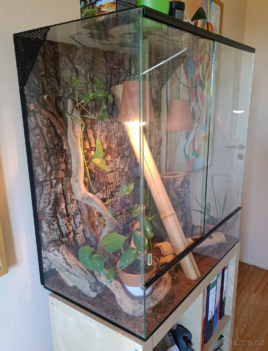 Kompletní terarijní set s felzumou (Phelsuma Grandis) - 2