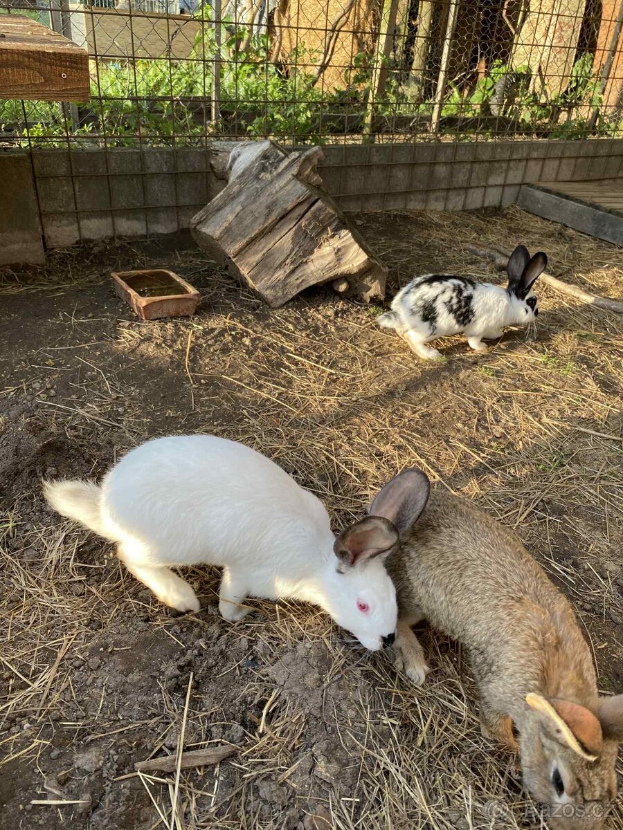 Králíci - 2