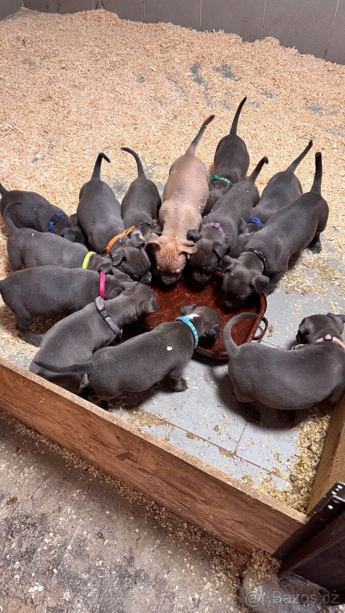 Americký stafordšírský teriér - 2