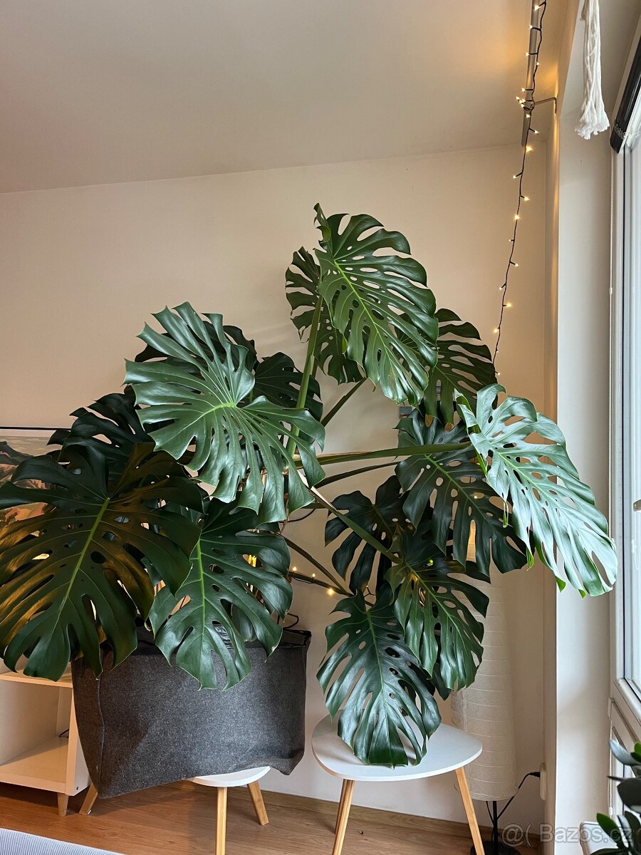 Krásná pokojová rostlina Monstera – 18 listů, výška 175 cm - 2