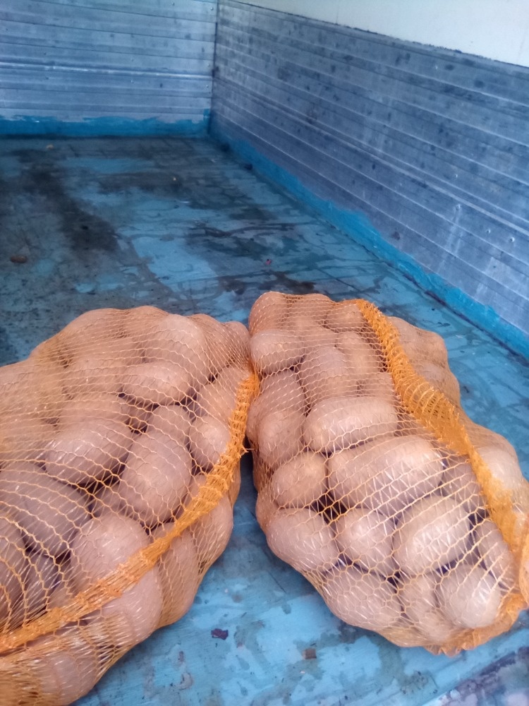 Brambory na zimní uskladneni-gala - 2