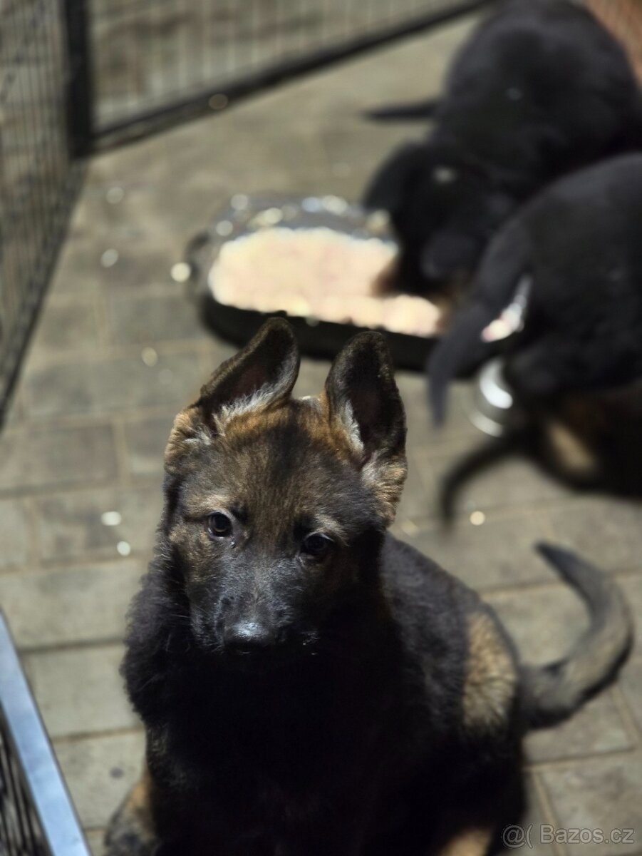 nemecký ovčak - 2
