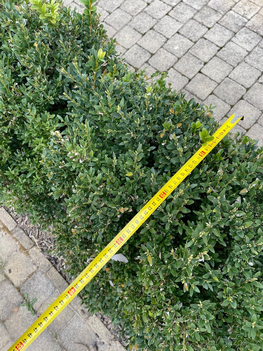 Buxusy do ziveho plotu - 2