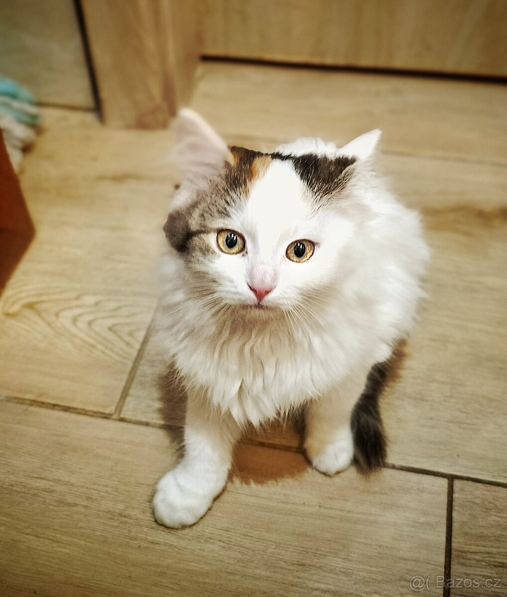 Mainská Mývalí kočička 3 měsíce - 2