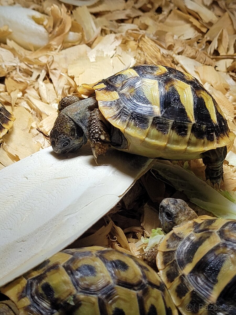 Želva zelenavá - 2