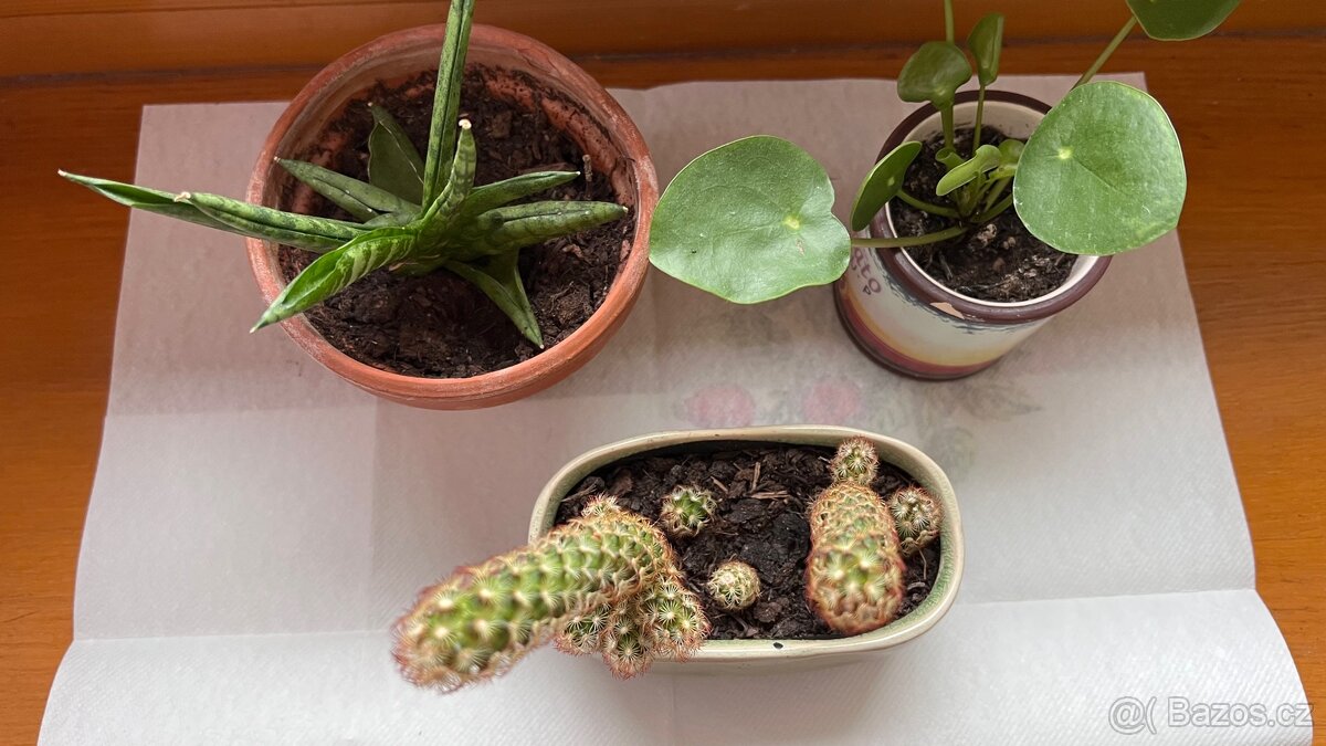 Pilia, kaktus, sansevieria - 2