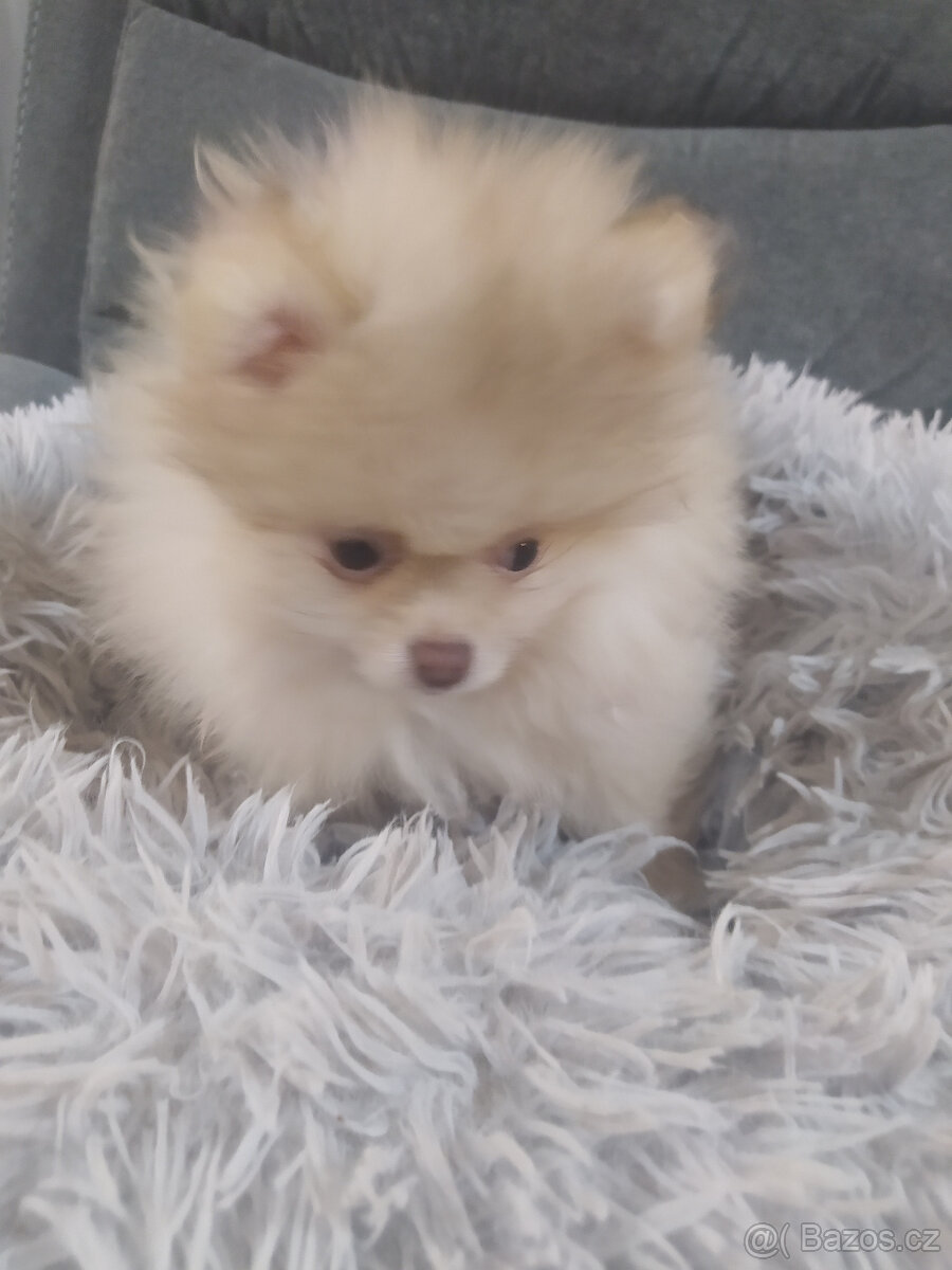 pomeranian - 2