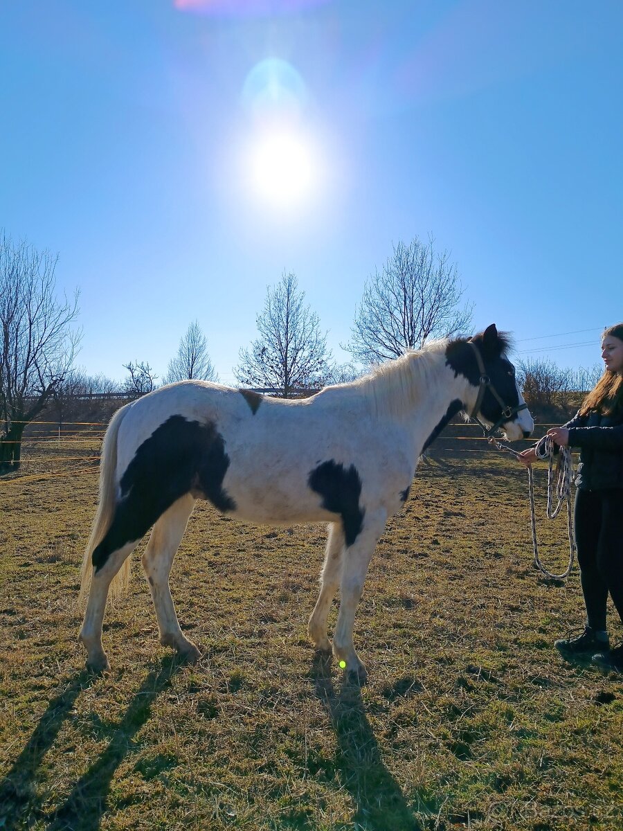 Prodám valacha APH - 2