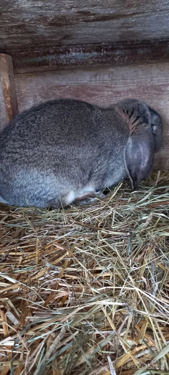 Francouzský beran - 2