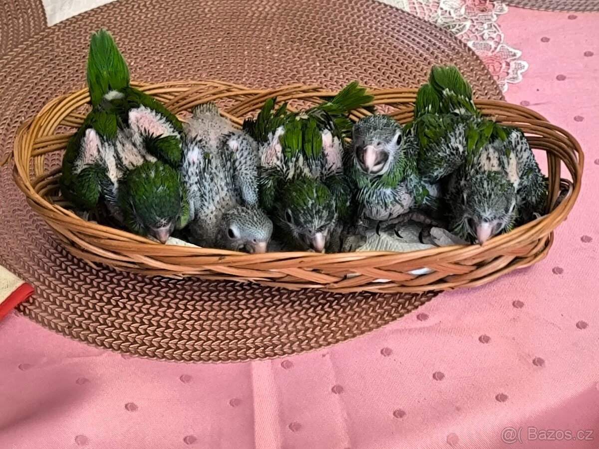 Prodej ara červenoramený - 2