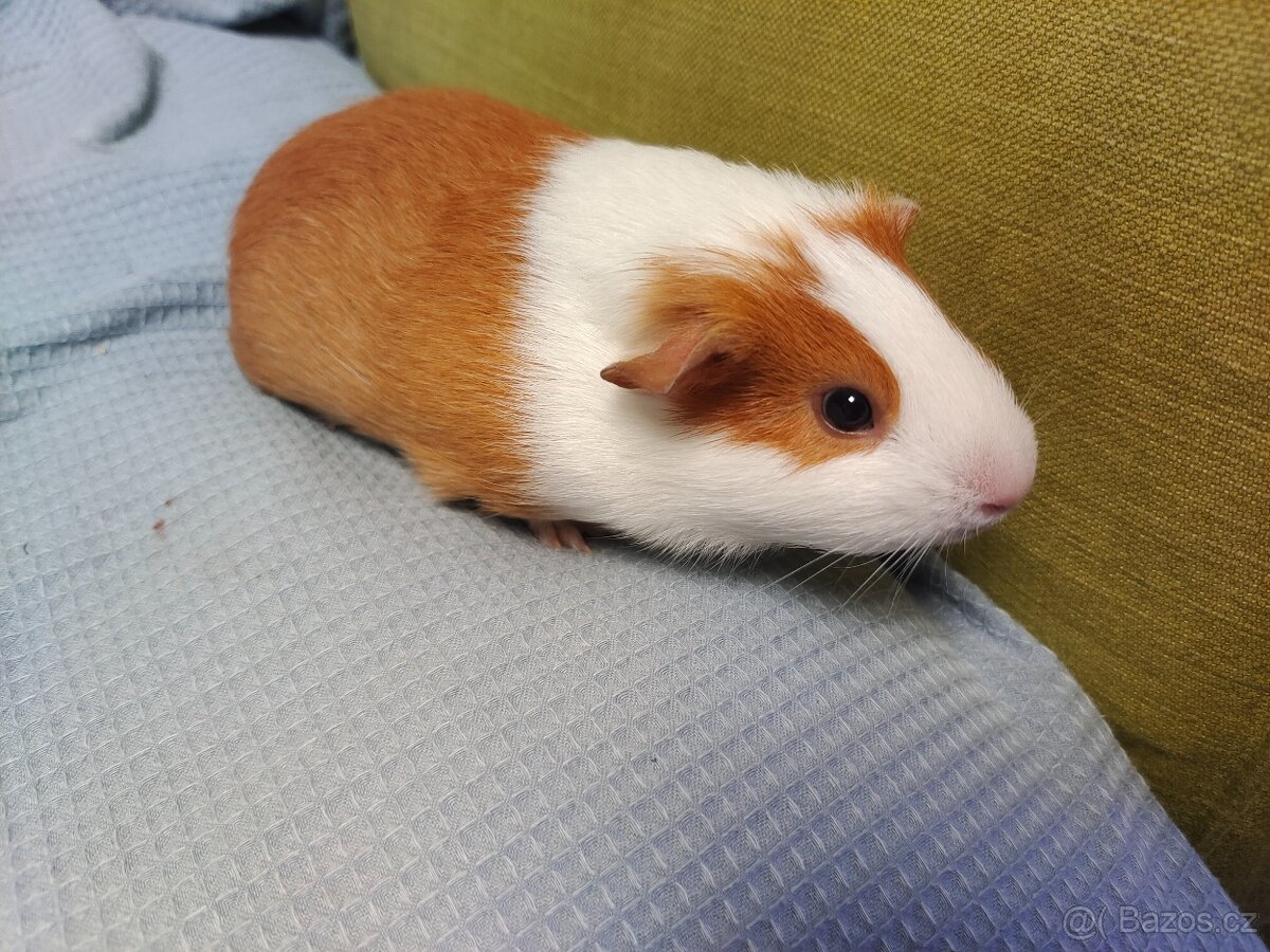 Morče - kluk cca 1 rok a holka také - 2