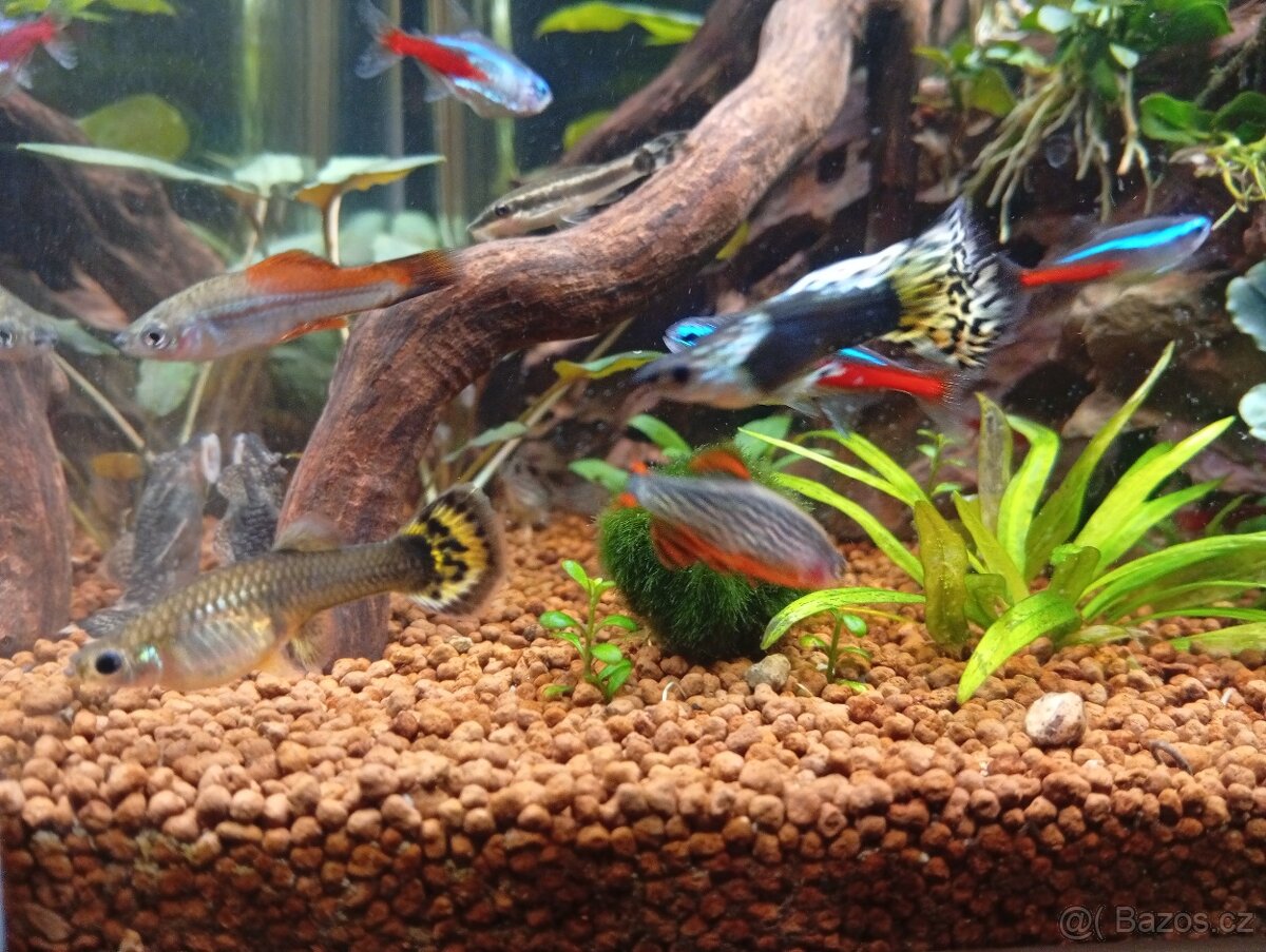 Paví očko tygří - 2