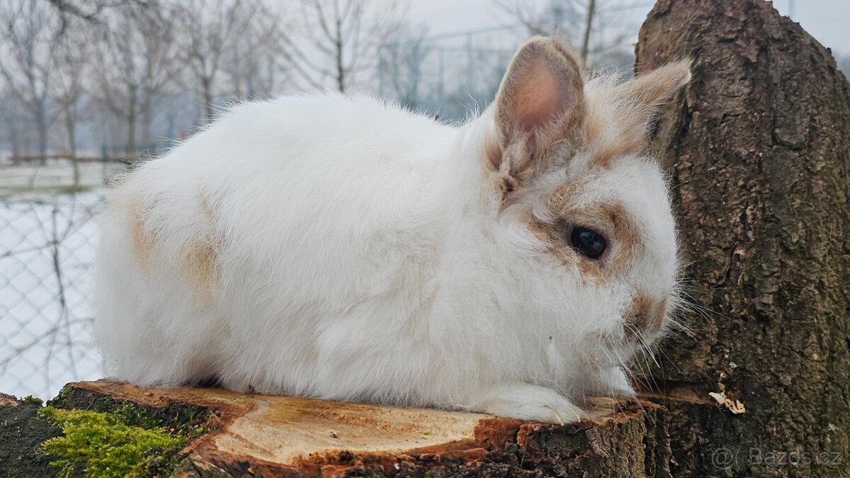 Lvíček zakrslý - 2