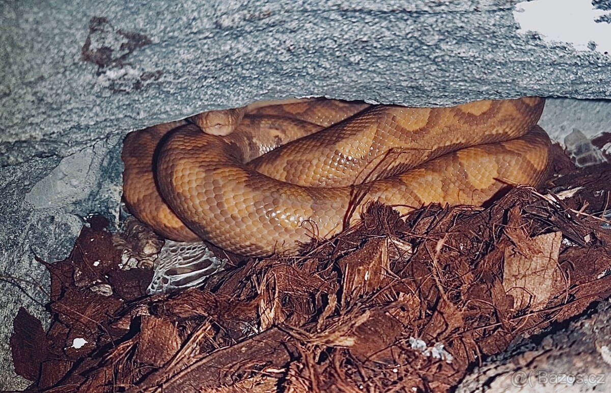 Hroznýšovec duhový forma banana - 2