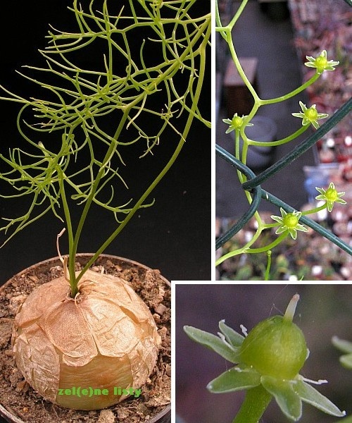 Bowiea volubilis - 2