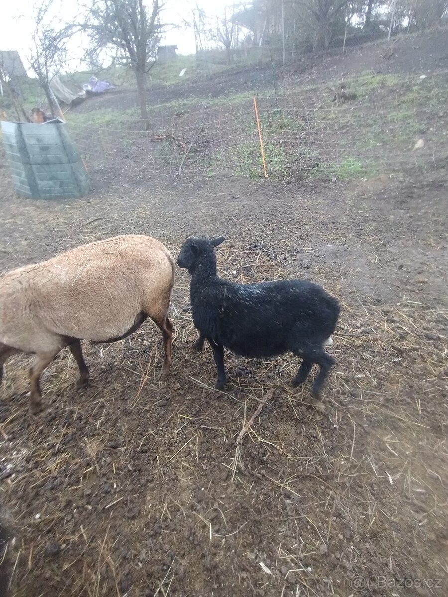 Ovečka 75% dorper - 2