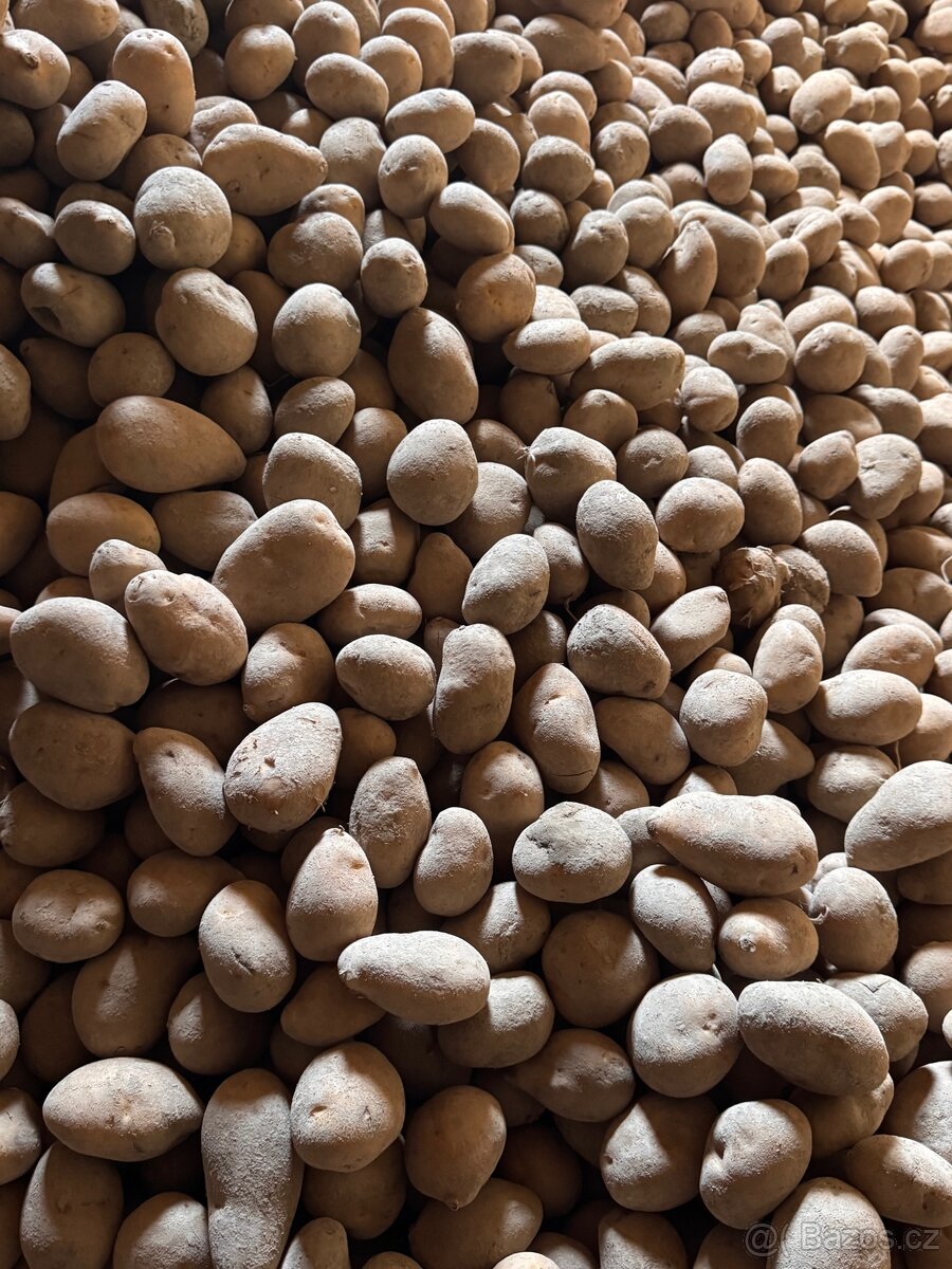 BRAMBORY ADÉLA 👉🏻 sadba 🥔 - 2